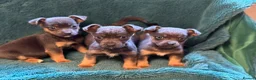 Jack Russell dogs for sale: Miniature much Wenlock puppies - Advert 12