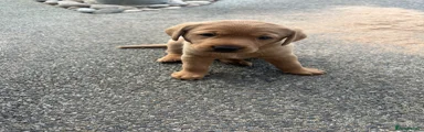 Girl Labrador 