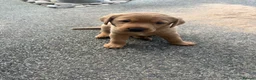 Labrador Retriever dogs for sale: Beautiful fox red Labrador bitch puppy - Advert 10