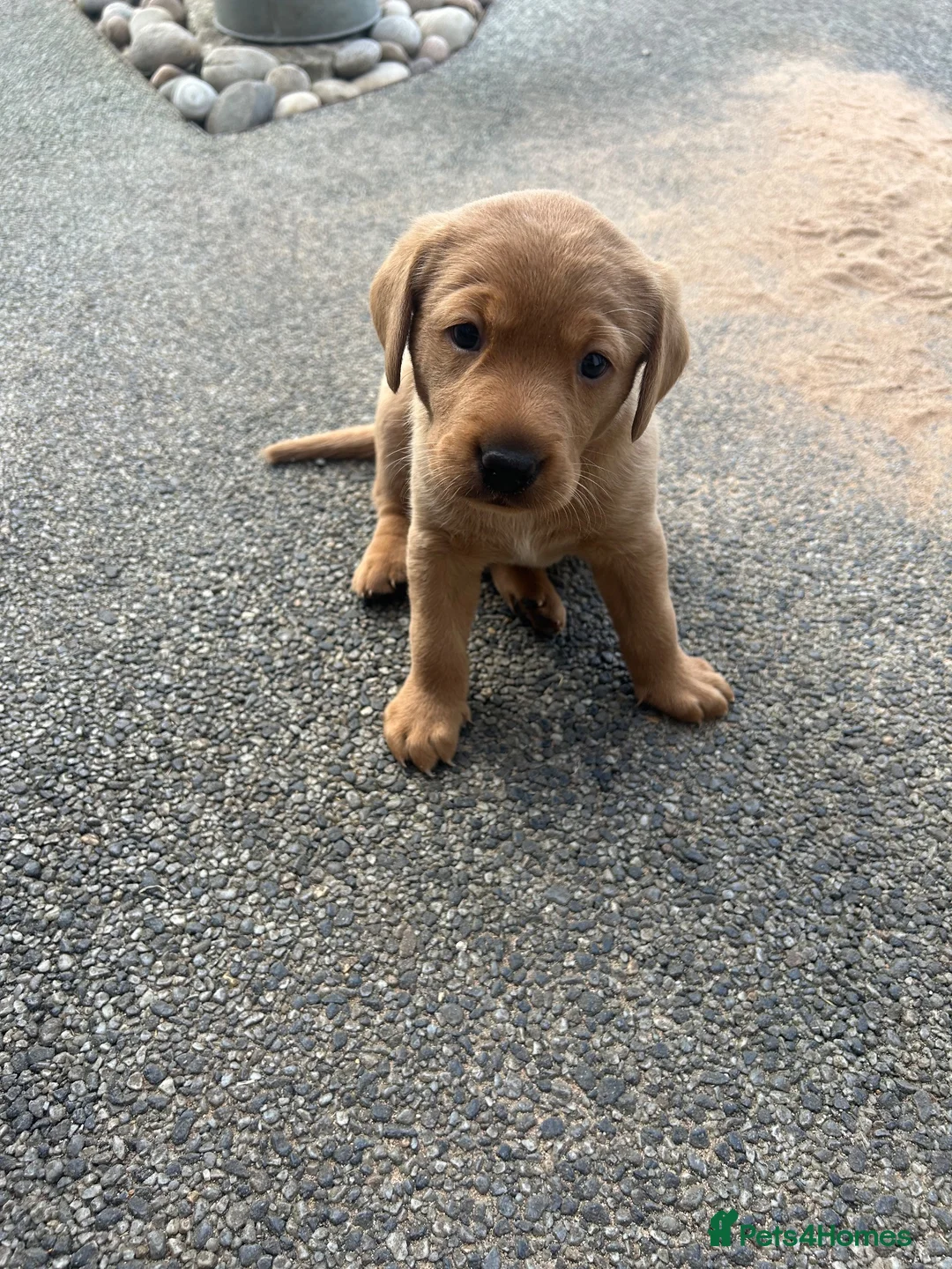 Labrador Retriever dogs for sale: Beautiful fox red Labrador bitch puppy - Advert 10