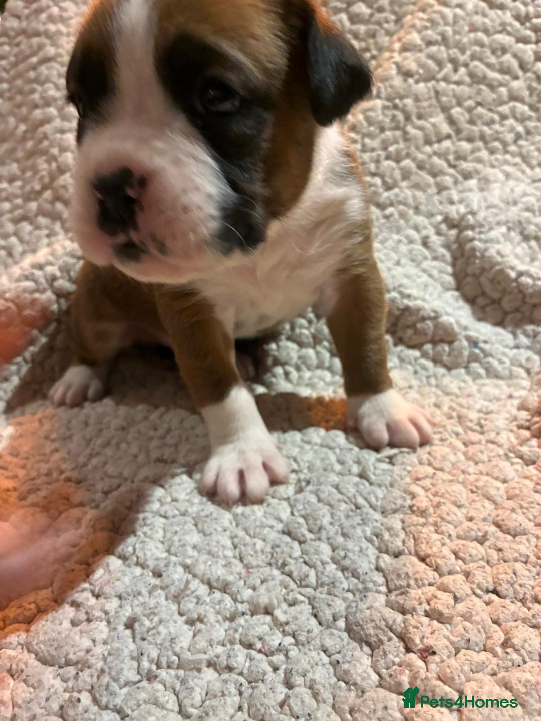 Boxer dogs for sale: Kc ref boxers bobtail pups available  - Advert 5