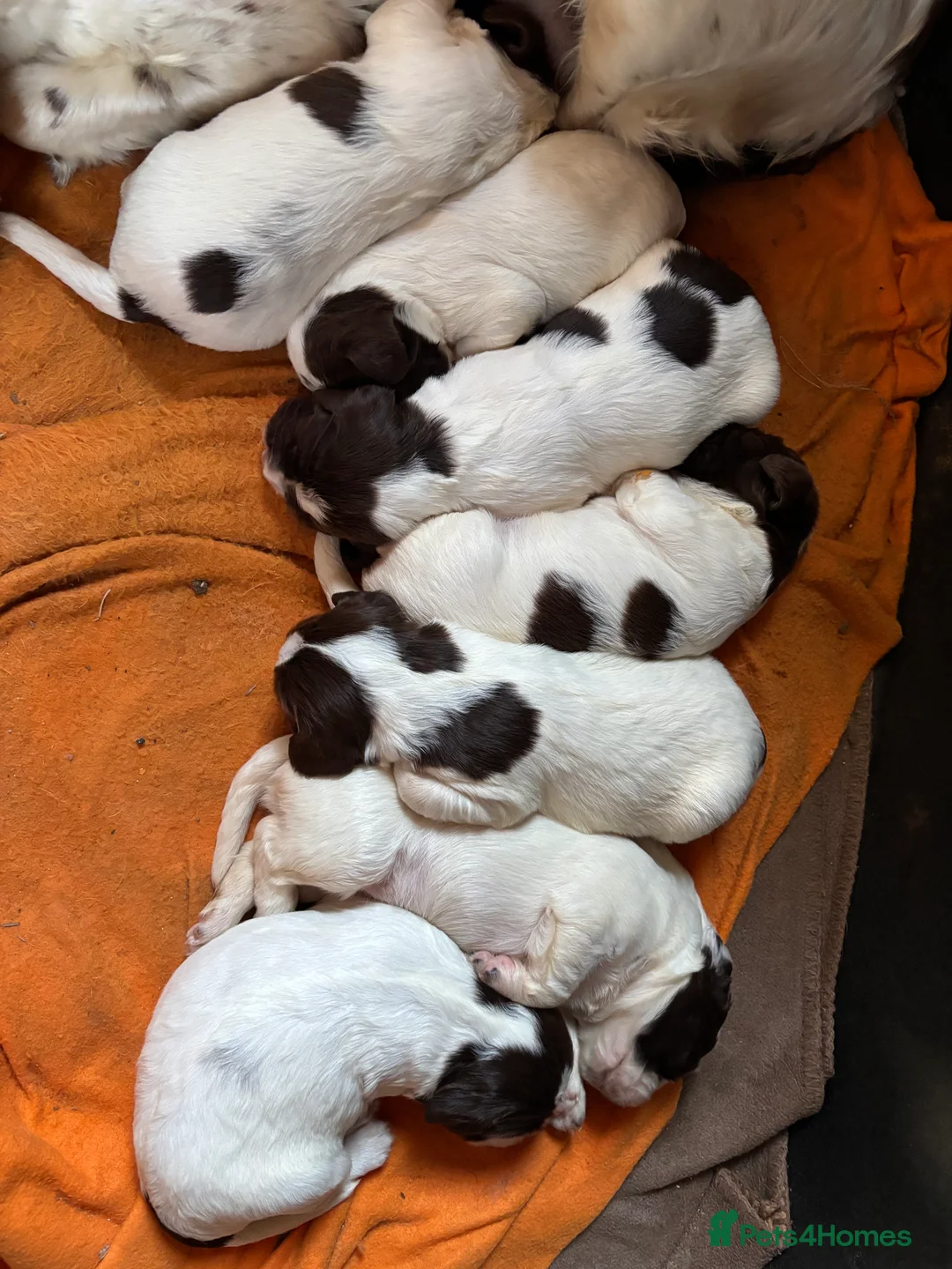 English Springer Spaniel dogs for sale: Springer Spaniel puppies  in Kingsbridge - Advert 2