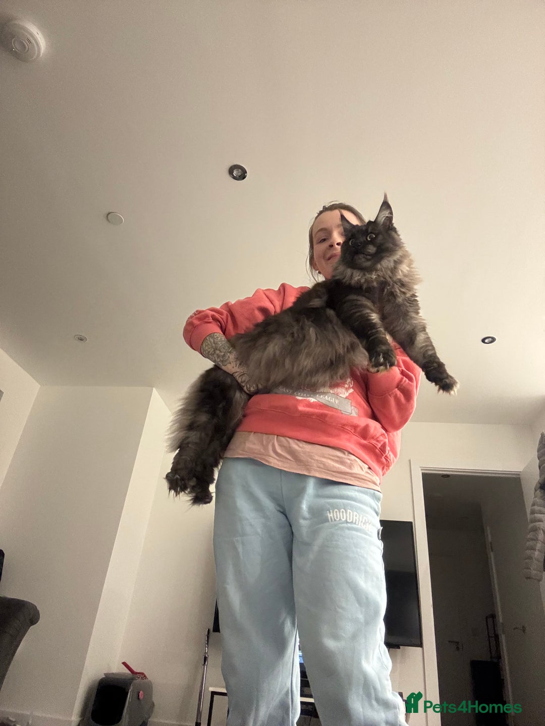 Maine Coon cats for sale: Maine coon female 2 years old  - Advert 3
