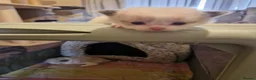 Ragdoll cats for sale: Ragdoll kittens fully gccf registered kittens  - Advert 15