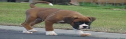 Boxer dogs for sale: Beautiful boxer puppies  - Advert 15