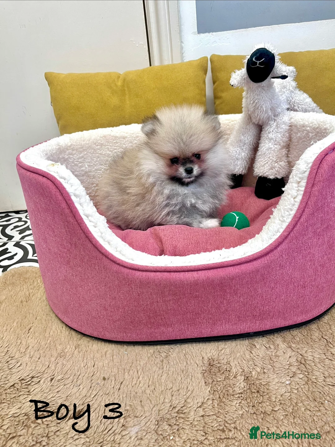 Pomeranian dogs for sale: Top Quality 🐻 Teddy Bears  - Advert 16