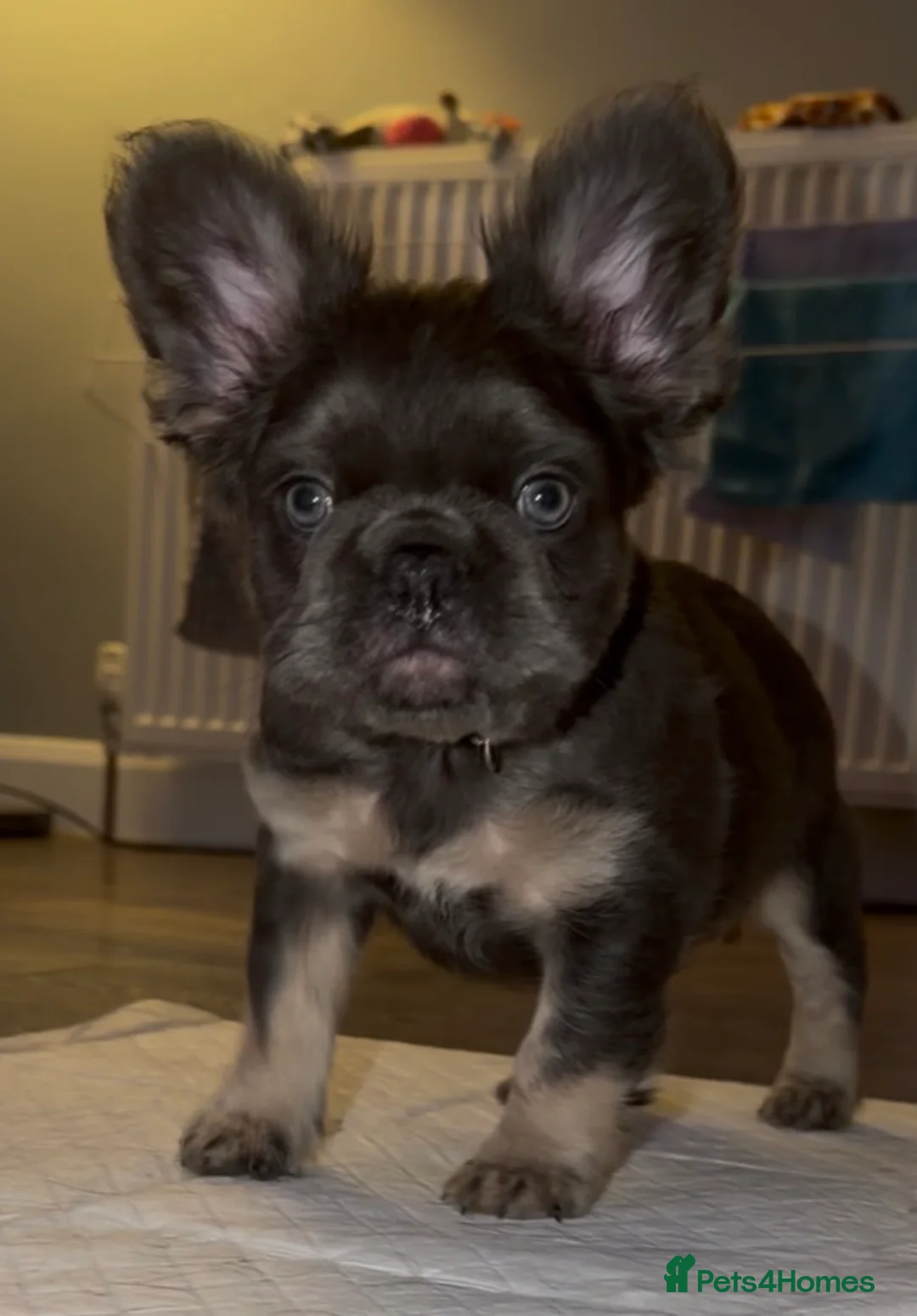French Bulldog dogs for sale: Top quality fluffy Frenchbulldogs - Advert 2