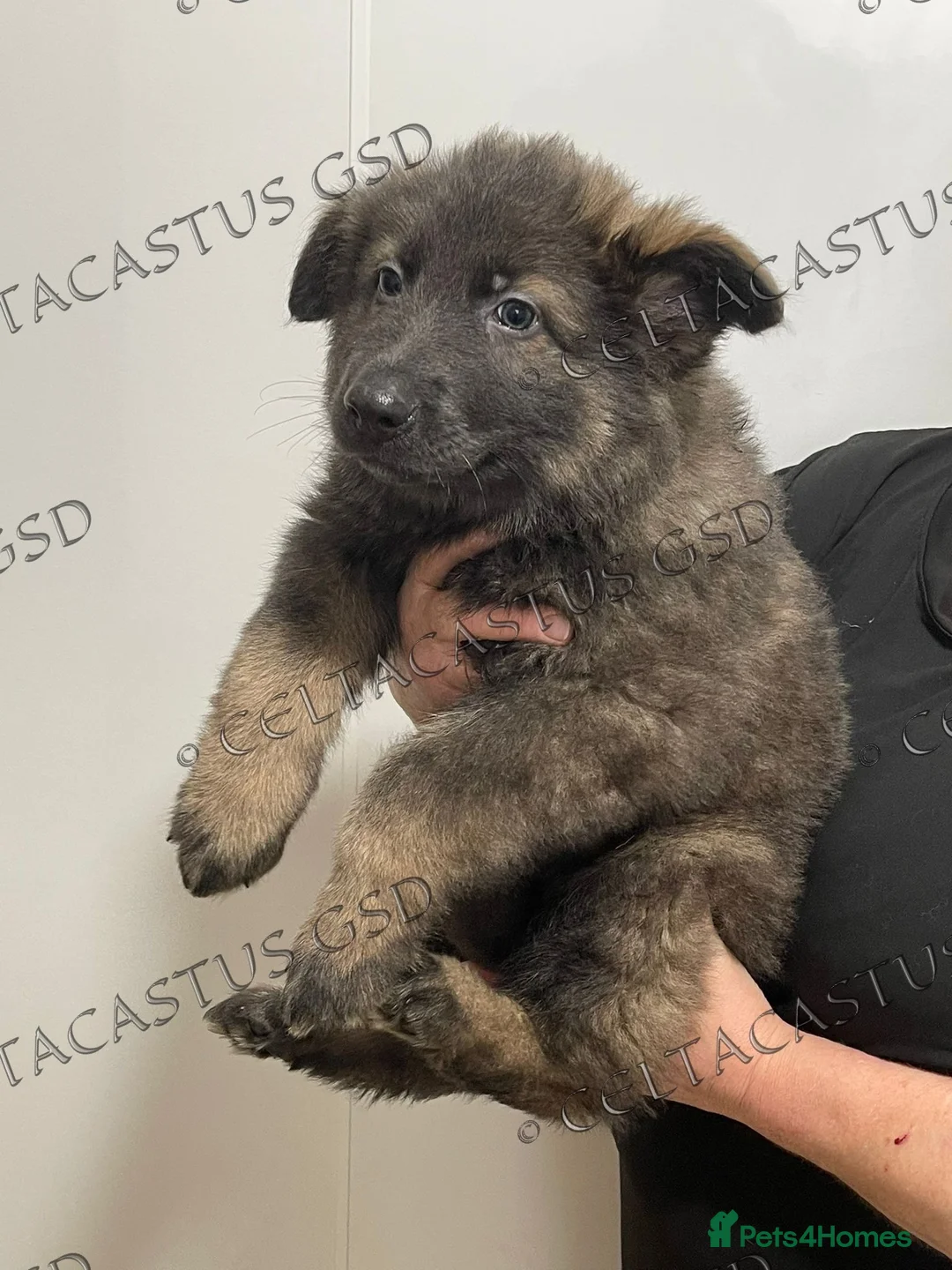 German Shepherd dogs for sale: Reduced kcreg  blue sable carrying Isabella  - Advert 8