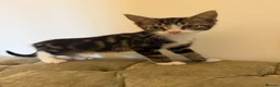 Mixed Breed cats for sale: Kittens ready for new homes now  - Advert 6