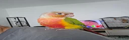 Conures birds for sale: Green-Cheeked Conure in Barking - Advert 5