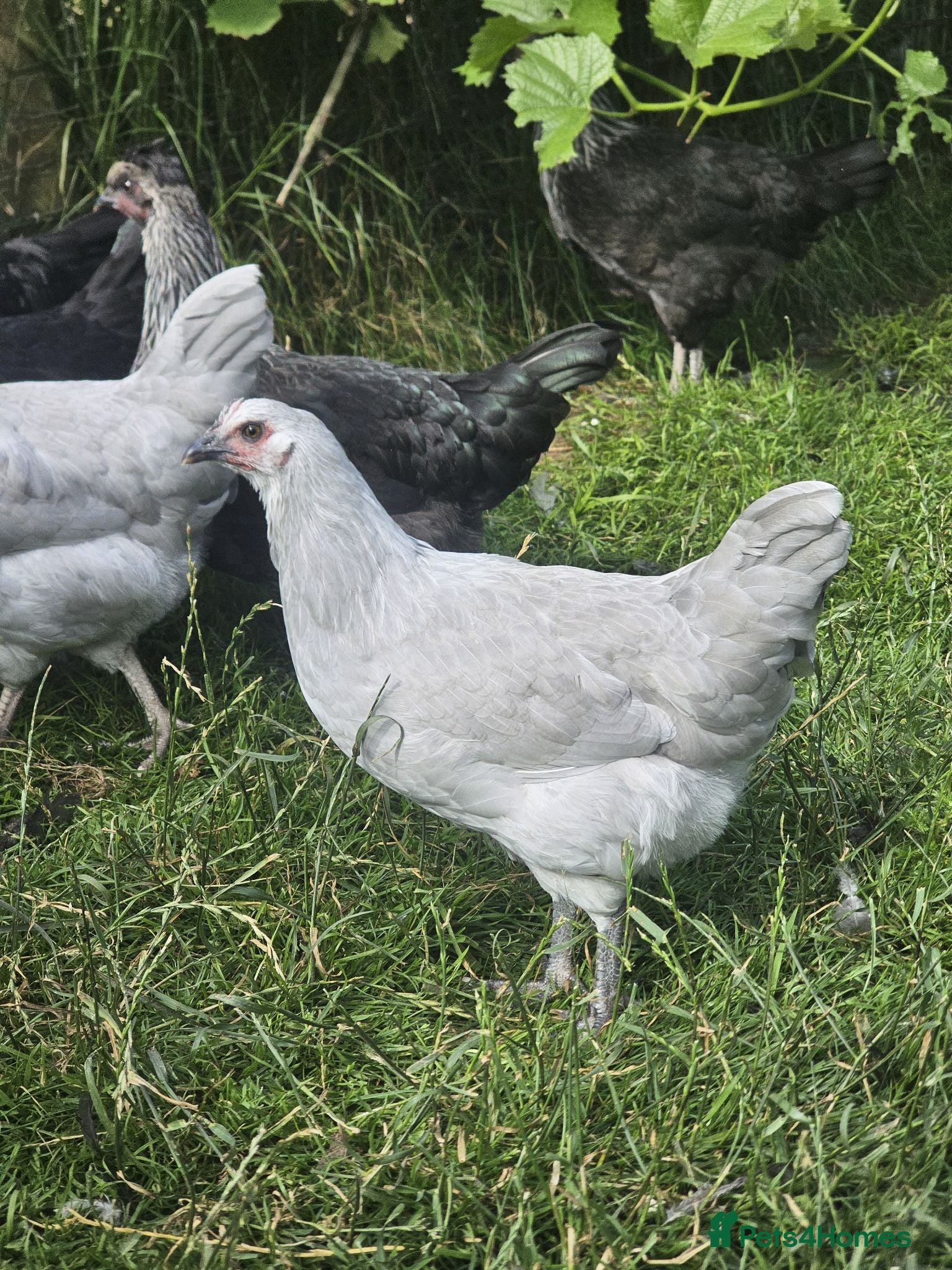 Chickens poultry Olive eggers & Lavender marans - Advert 1