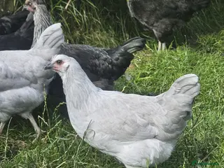 Chickens poultry Olive eggers & Lavender marans - Advert 1