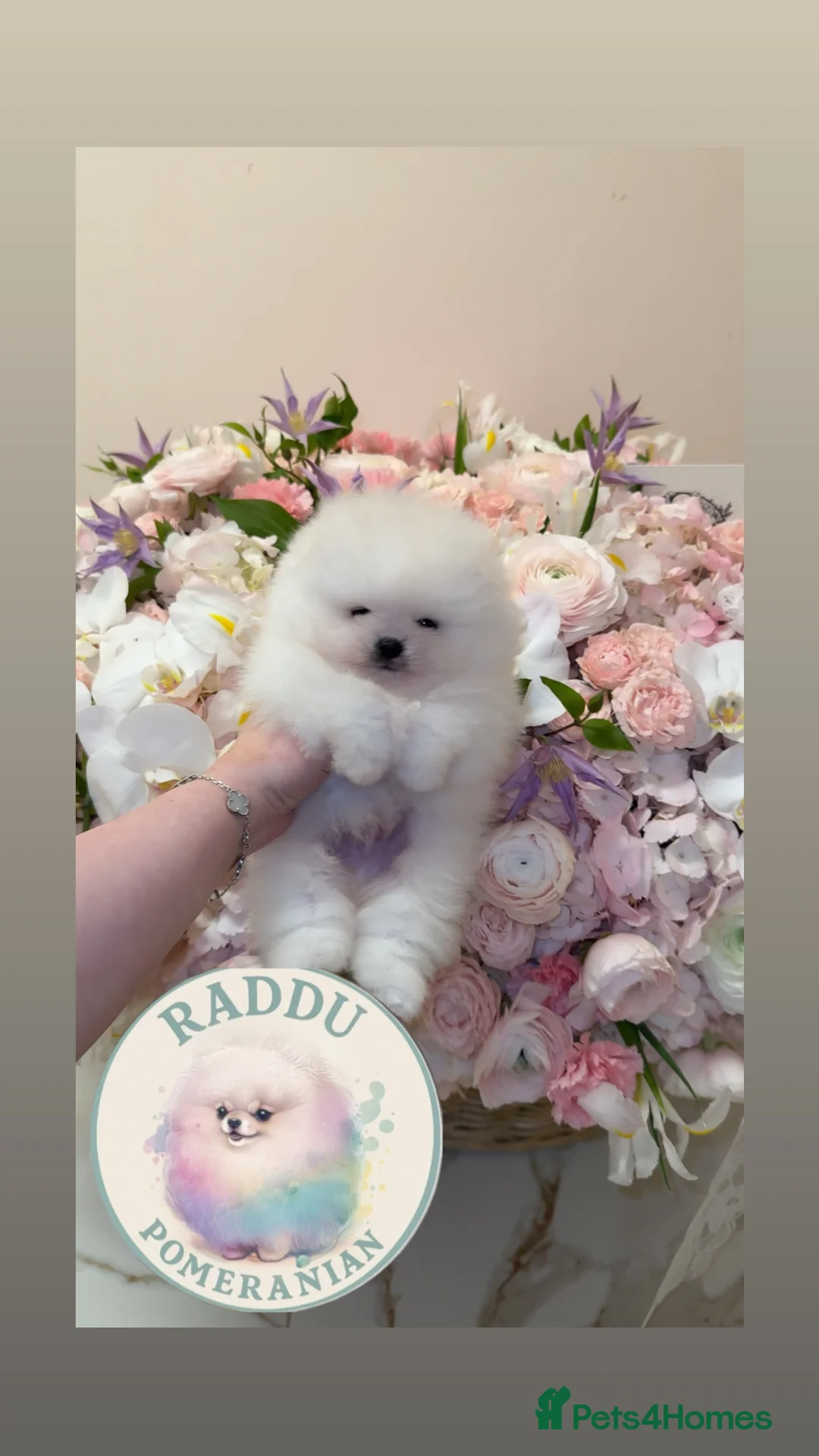 Pomeranian dogs for sale: Champion line🏆 mini teddy boy🧸  - Advert 2