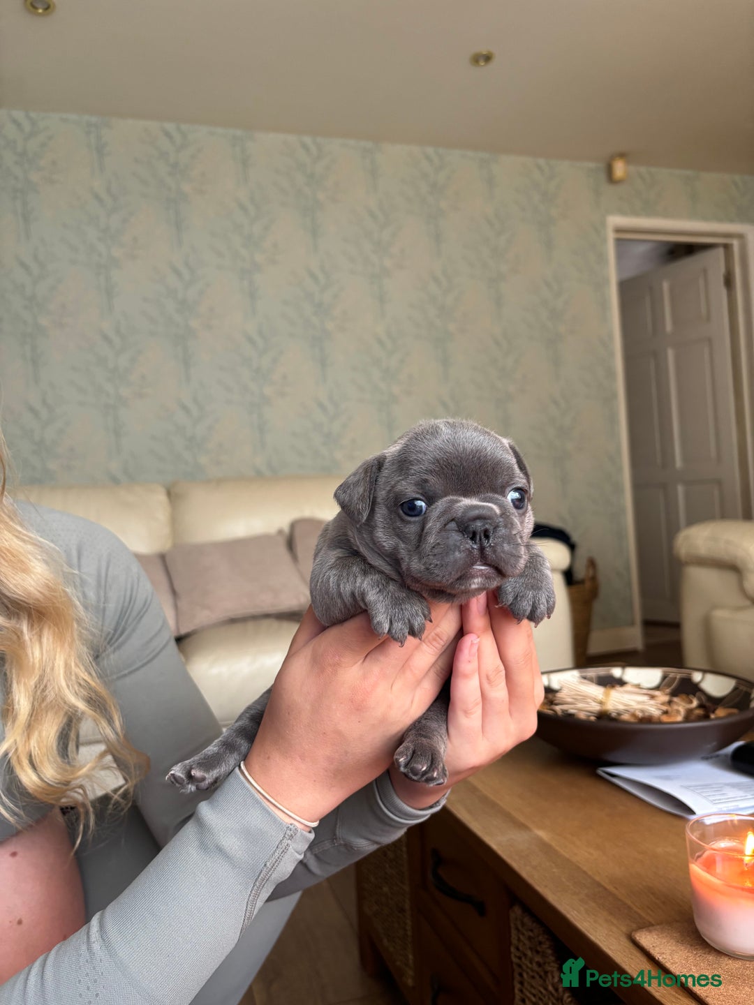 French Bulldog dogs for sale: Beautiful Frenchbulldog puppies 🇫🇷  - Image 12