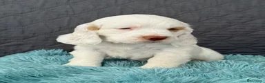 Clumber Spaniel 5