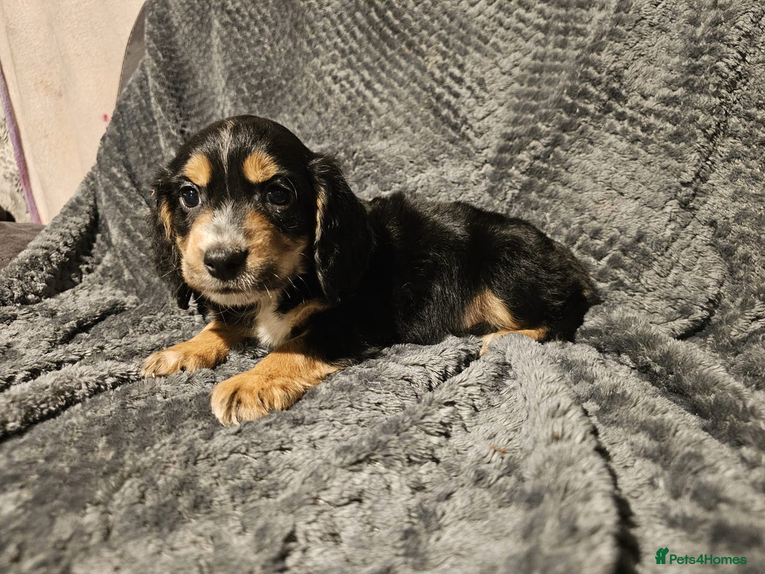 Cocker Spaniel dogs for sale: Cocker spaniels puppy's  - Advert 5