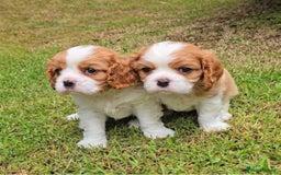 Cavalier King Charles Spaniel dogs for sale: Cavalier king Charles puppy  - Image 4
