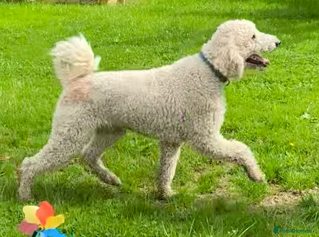 Mixed Breed dogs for sale: Handsome 6‑Month‑Old Bordoodle/Colliepoo Puppy in Exeter - Advert 9