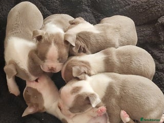 Boston Terrier dogs Beautiful Boston terrier puppies for sale - Advert 4