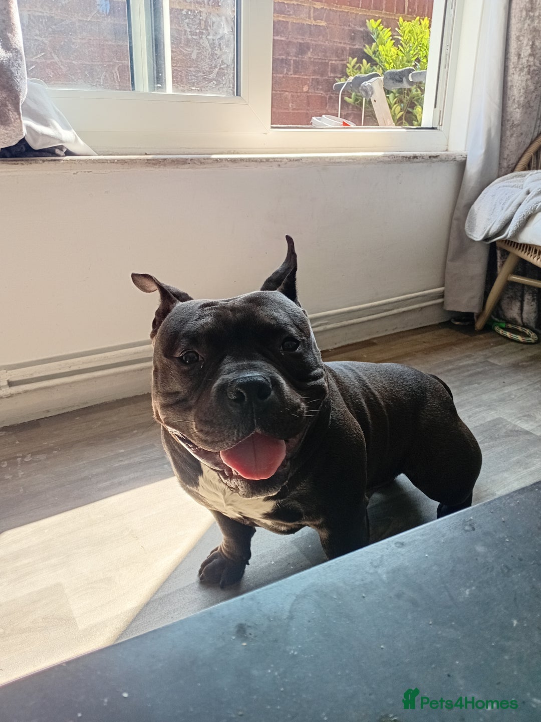 Mixed Breed dogs for sale: Pocket bully  - Image 6
