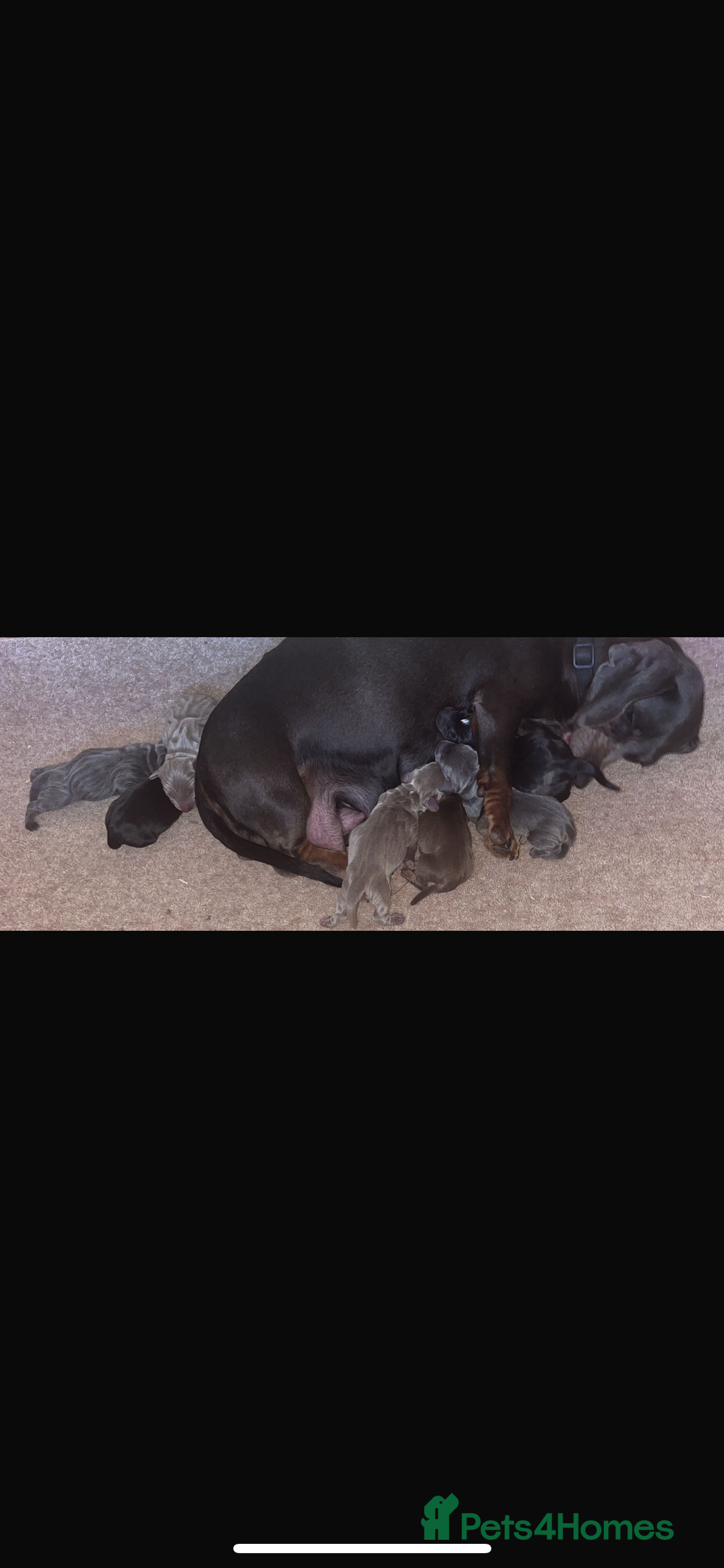 Dachshund dogs for sale: Dachshund  - Image 11