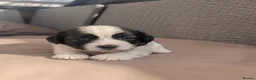 Mixed Breed dogs for sale: Cock-a-tzu  - Advert 5
