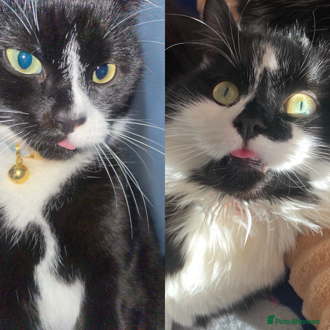 Mixed Breed cats Bonded pair.  - Advert 2