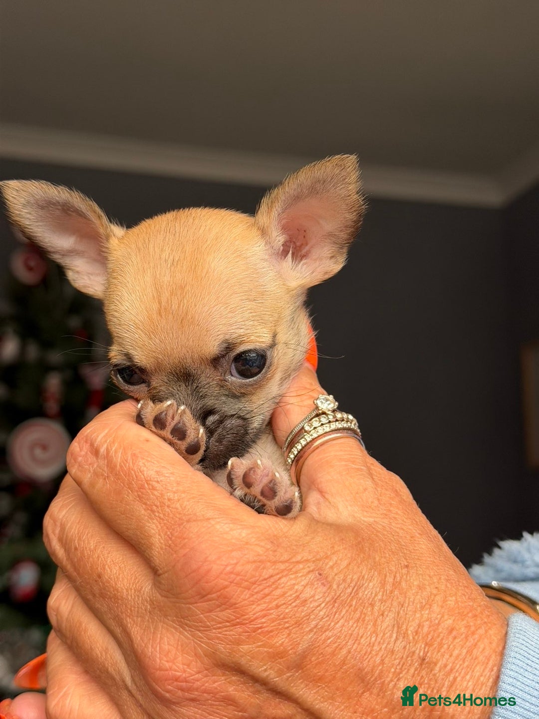 Chihuahua dogs for sale: Extremely tiny chihuahua female 0.4kg  - Advert 8