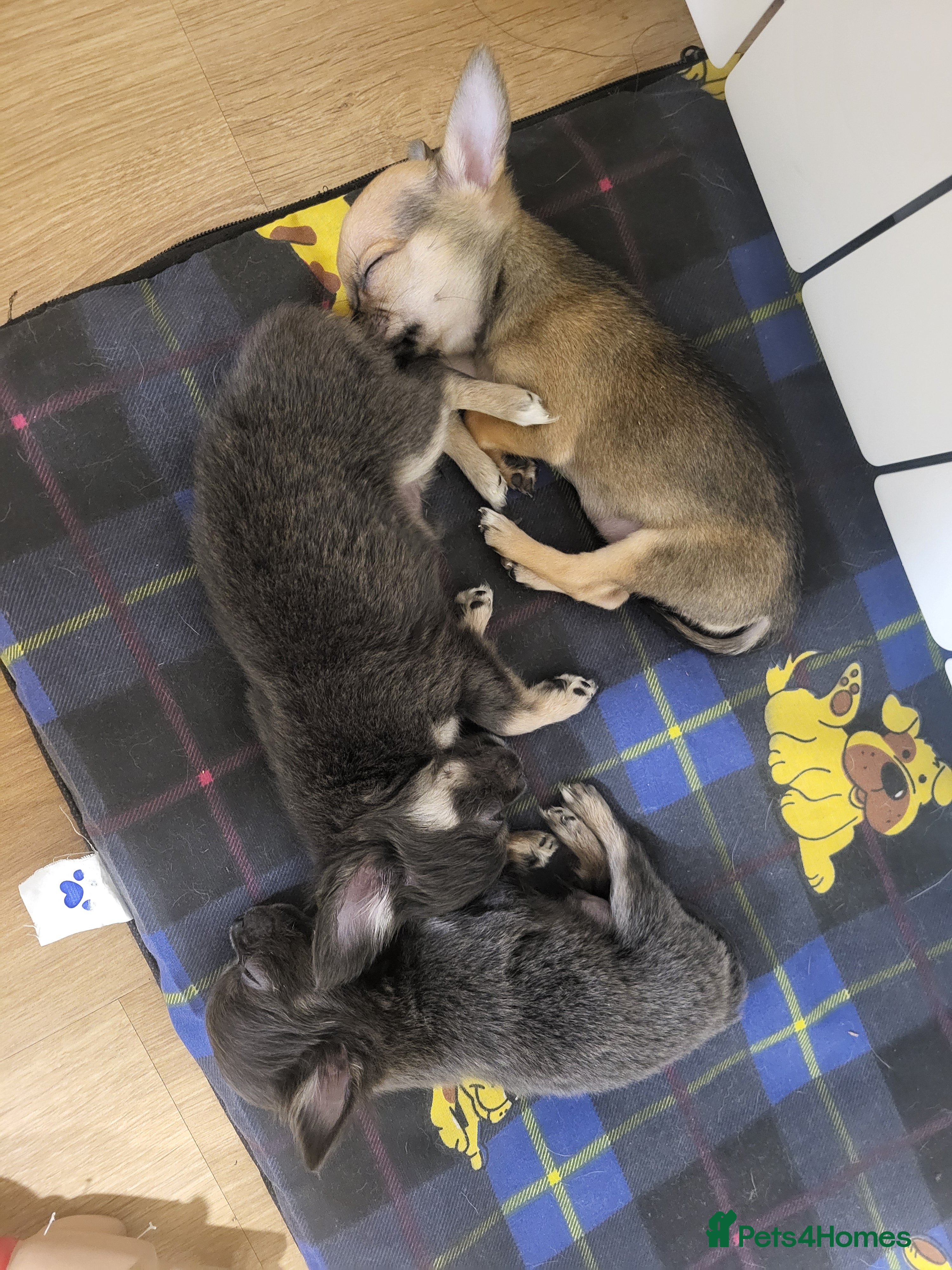 Chihuahua dogs 3 Tiny Chihuahua Pups Ready to leave  - Advert 1