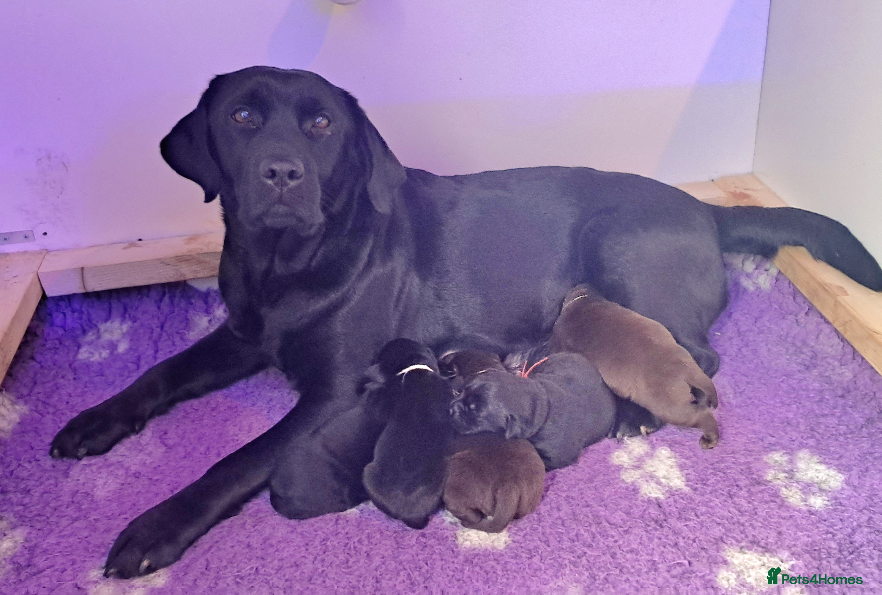 Labrador Retriever dogs Pure  bred labrador puppies  - Advert 3