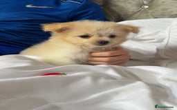 Mixed Breed dogs for sale: Beautiful Pomachons  - Image 4