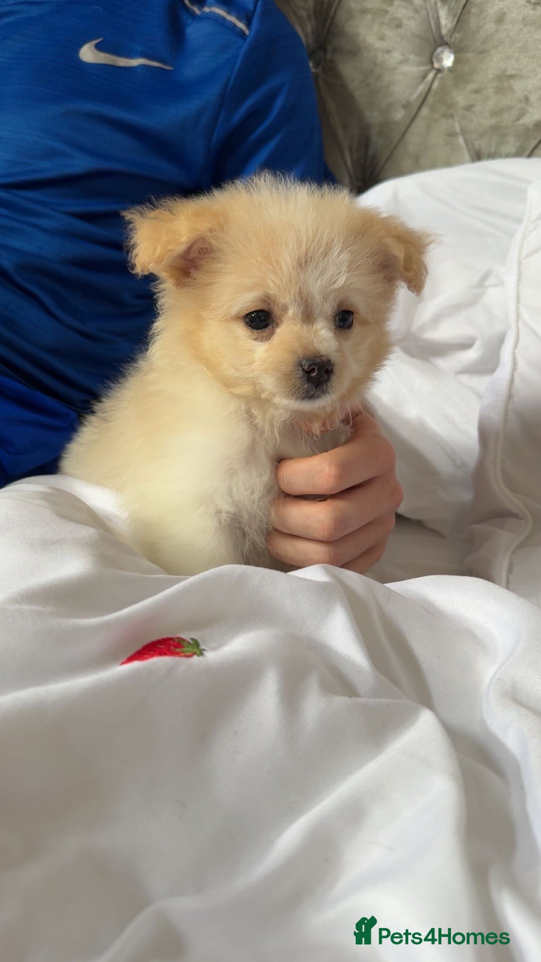 Mixed Breed dogs for sale: Beautiful Pomachons  - Image 4