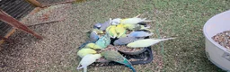 Budgerigars birds for sale: Beautiful hand tamed baby budgies for sale  - Advert 7