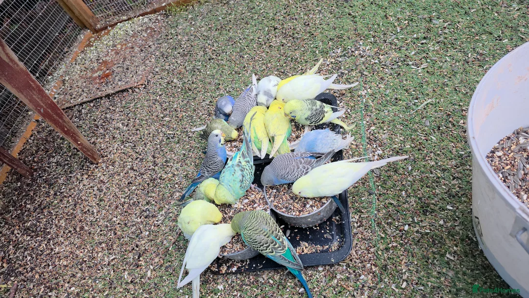 Budgerigars birds for sale: Beautiful hand tamed baby budgies for sale  - Advert 7