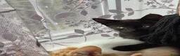 Mixed Breed cats for sale: KITTENS READY TO LEAVE in Oldbury - Advert 3