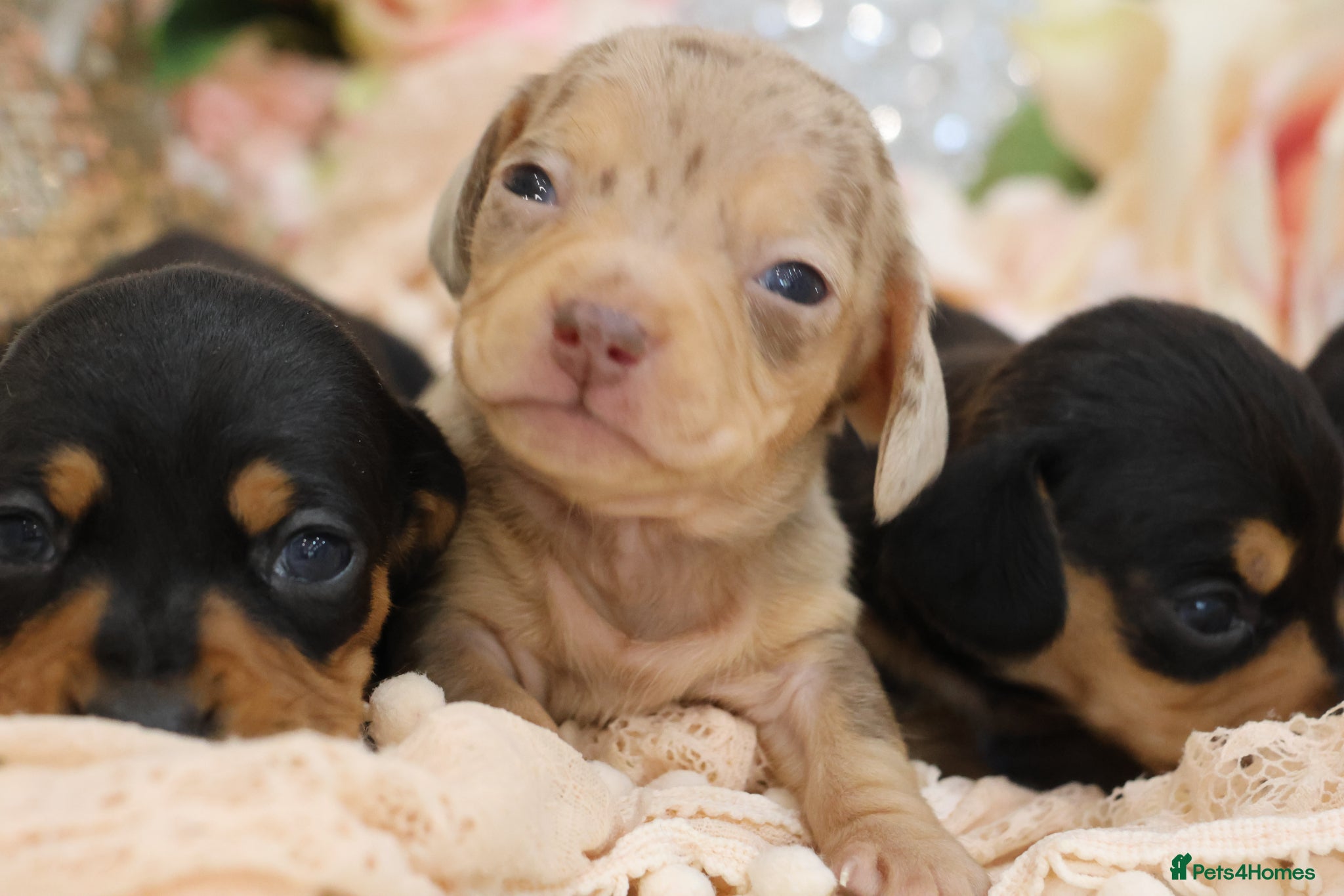 Miniature Dachshund dogs KC Miniature Dachshund Puppies - Advert 13