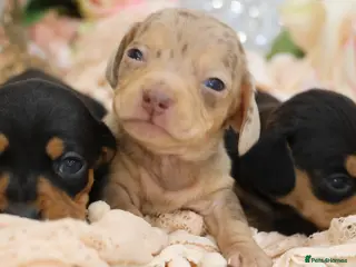 Miniature Dachshund dogs KC Miniature Dachshund Puppies - Advert 13