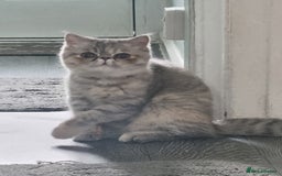 Persian cats for sale: Exotic Persian kitten lap cat very loving  - Image 2
