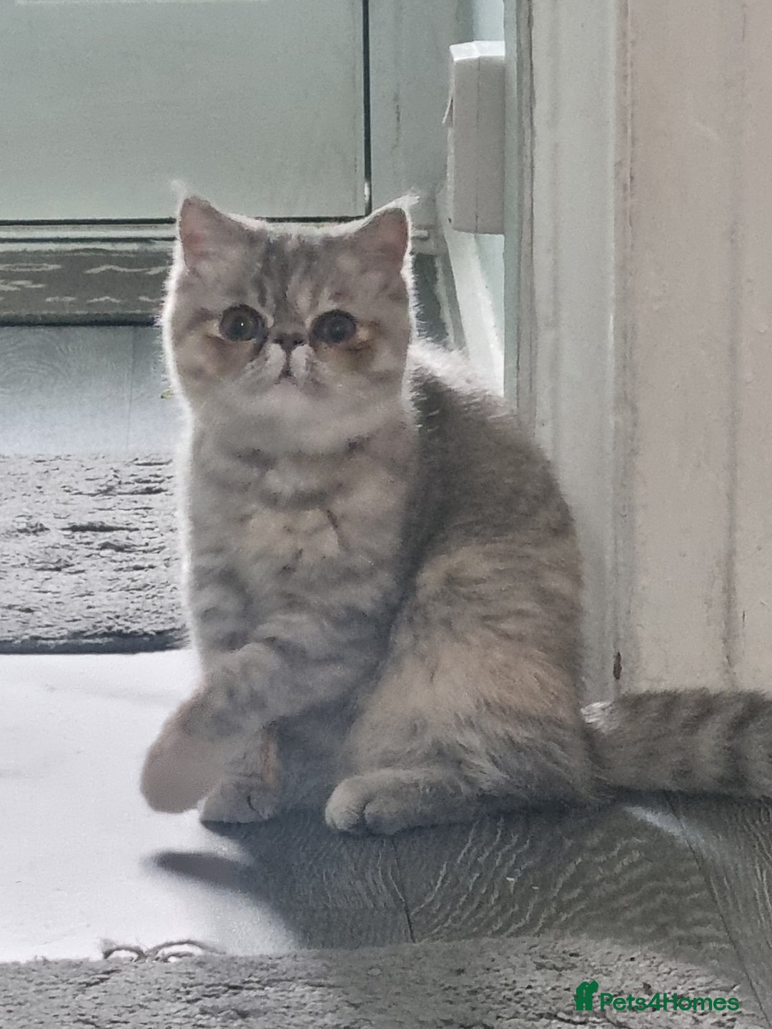 Persian cats for sale: Exotic Persian kitten lap cat very loving  - Image 2