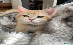 Scottish Fold cats for sale: Golden Scottish Straight NY12 - Image 5