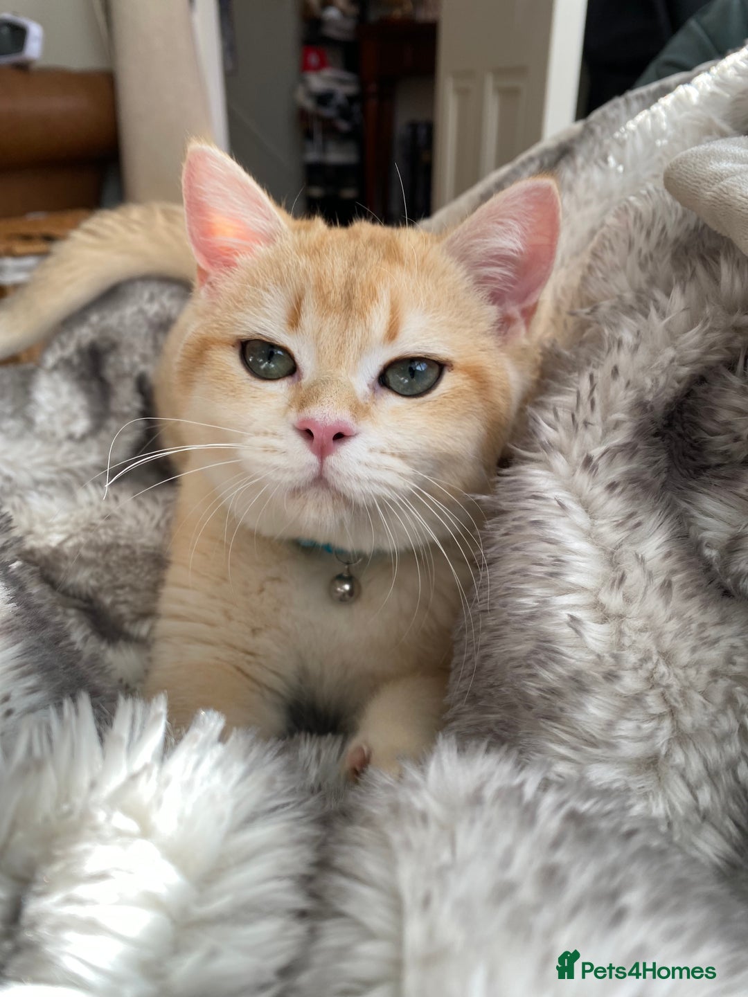 Scottish Fold cats for sale: Golden Scottish Straight NY12 - Image 5