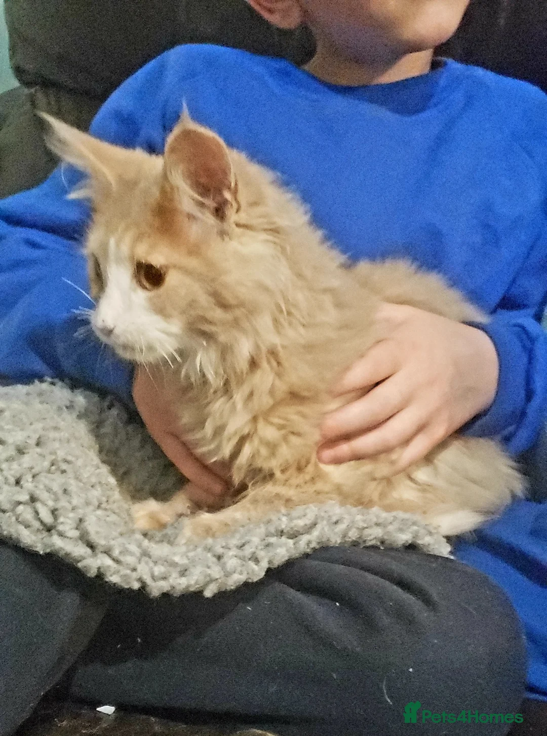 Maine Coon cats for sale: TICA Registration Pending Maine Coons - Advert 4