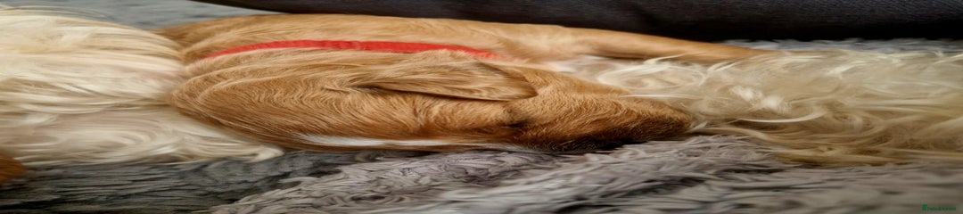 Red collar (girl)