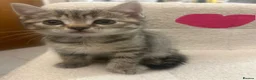 British Shorthair cats for sale: Beautiful litter of BSH with some lovely markings  in Preston - Advert 6