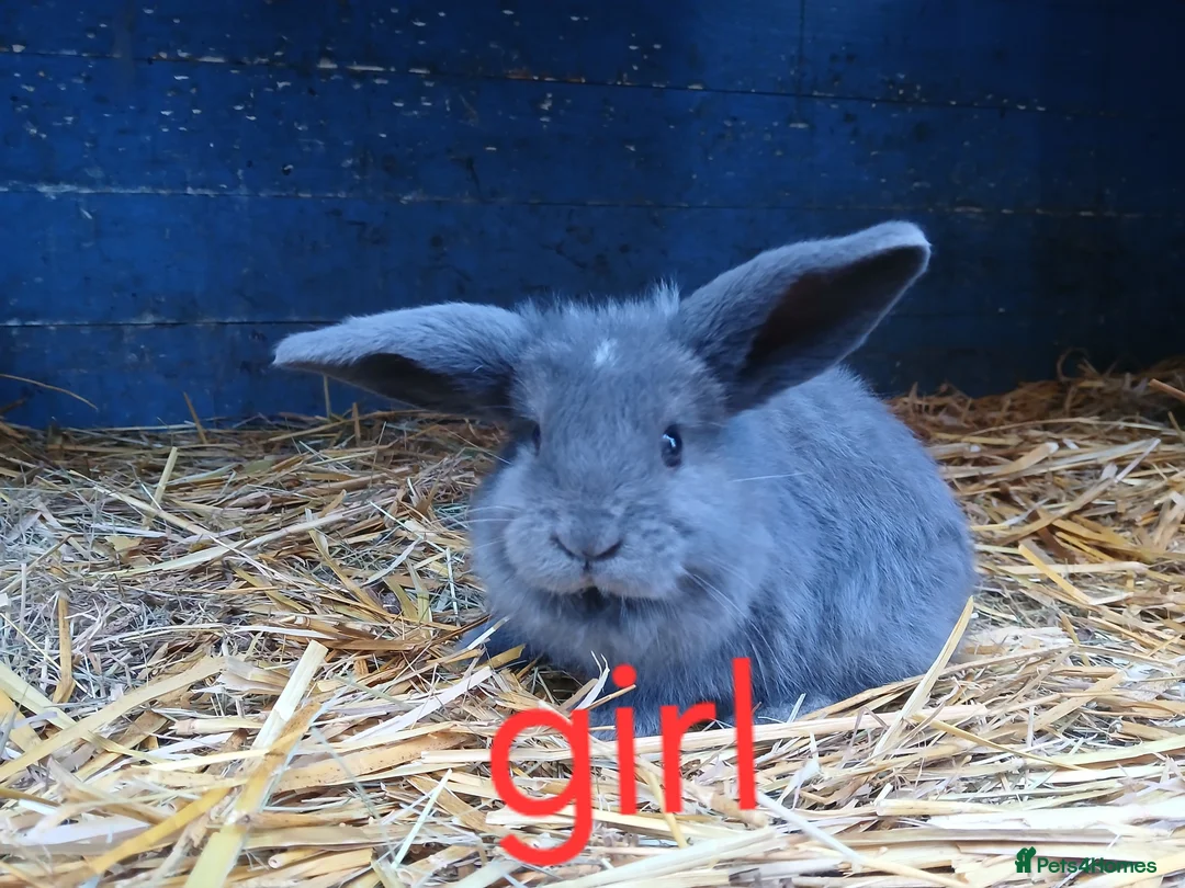 Mini Lop rabbits for sale: Mini lop babies - Advert 4