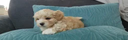 Maltipoo dogs for sale: Adorable Maltipoo Puppies for sale -2boys 3 girls. in Bromley - Advert 3