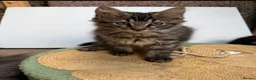 Maine Coon cats for sale: Stunning Mainecoon Kittens  - Advert 4
