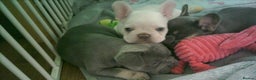French Bulldog dogs for sale: french bulldog puppys - Advert 4