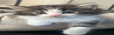 Boy 1
