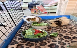 Guinea Pig rodents for sale: 3 male Guinea pigs.  - Advert 4